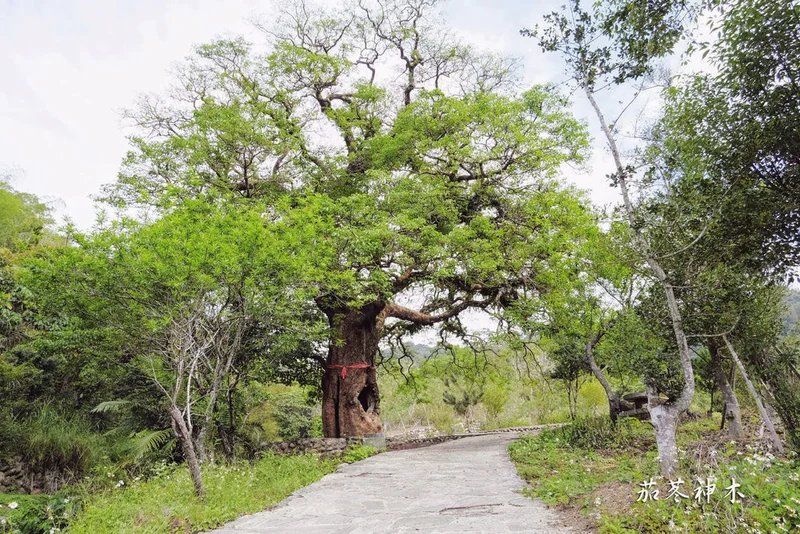 Jiadong Sacred Tree (Autumn Maple)